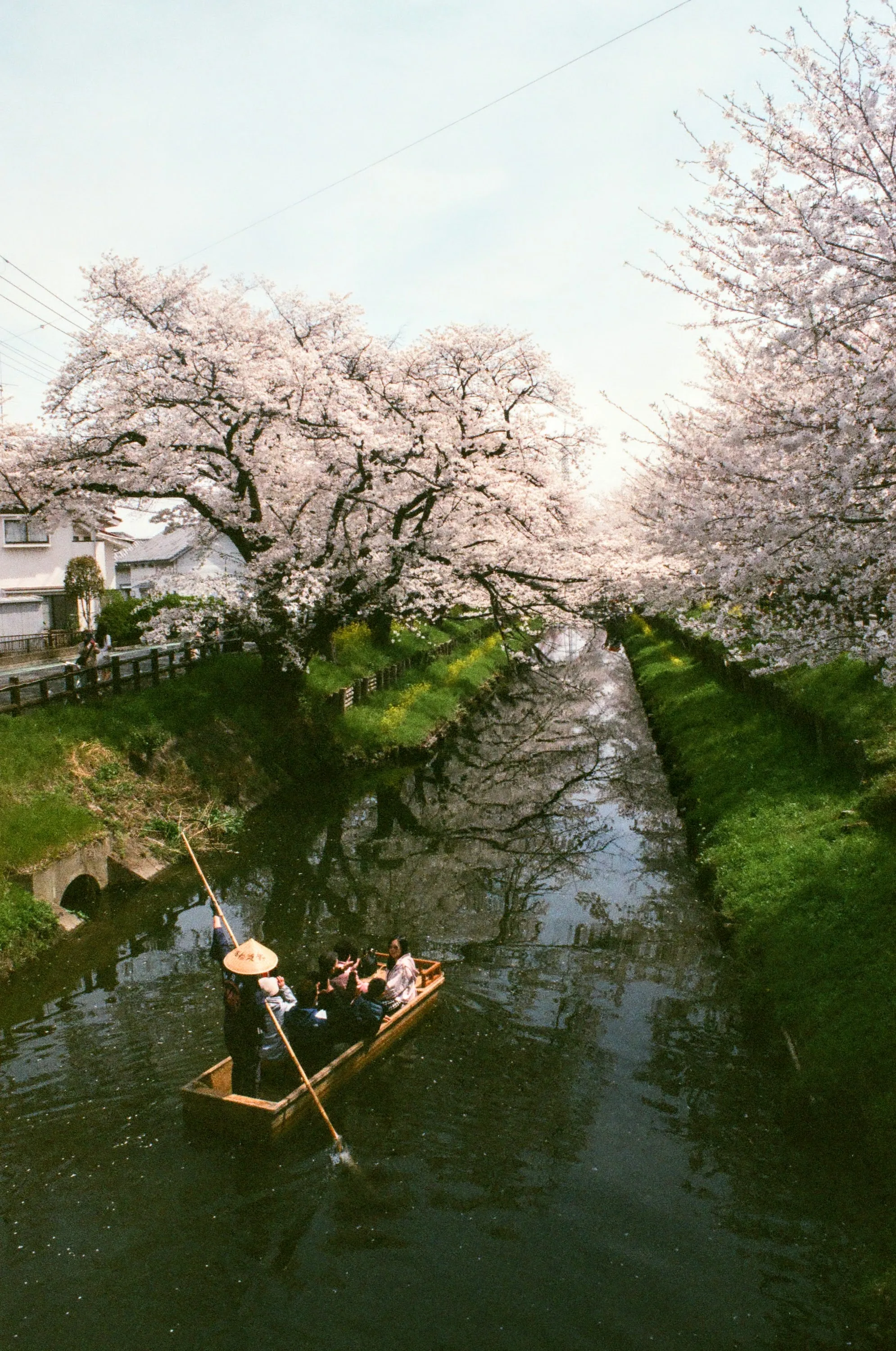 AI-generated alt text
English: Film photograph of a narrow canal between cherry trees in full bloom. A boatman in a straw hat poles a small wooden boat with passengers, and blossoms are reflected in the dark water. Kawagoe, Saitama, Japan.
日本語：満開の桜に覆われた細い水路を、笠をかぶった船頭が棹をさして小舟を進めている。乗客を乗せた舟と桜が、暗い水面に映っている。埼玉県・川越で撮ったフィルム写真。
